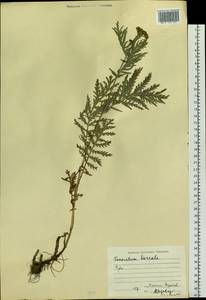 Tanacetum vulgare subsp. vulgare, Siberia, Altai & Sayany Mountains (S2) (Russia)