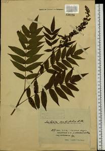 Sorbaria sorbifolia (L.) A. Braun, Siberia, Russian Far East (S6) (Russia)