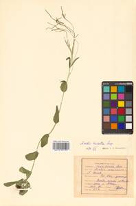 Arabis hirsuta (L.) Scop., Siberia, Russian Far East (S6) (Russia)