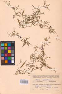 Vicia sativa subsp. nigra (L.)Ehrh., Eastern Europe, Western region (E3) (Russia)