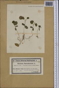 Robinia pseudoacacia L., Western Europe (EUR) (Poland)