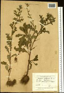 Senecio vulgaris L., Siberia, Yakutia (S5) (Russia)