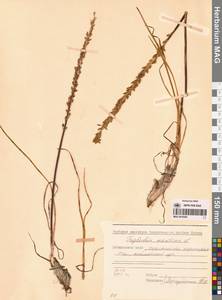 Triglochin maritima L., Siberia, Russian Far East (S6) (Russia)