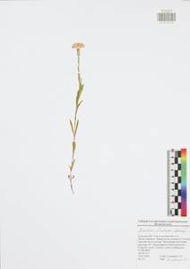 Dianthus chinensis, Eastern Europe, Central region (E4) (Russia)
