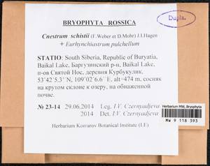 Cnestrum schisti (F. Weber & D. Mohr) I. Hagen, Bryophytes, Bryophytes - Baikal & Transbaikal regions (B18) (Russia)