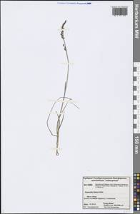 Dupontia fisheri R.Br., Siberia, Central Siberia (S3) (Russia)