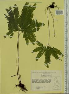 Adiantum pedatum L., Siberia, Russian Far East (S6) (Russia)