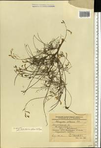 Astragalus pseudotataricus A. Boriss., Eastern Europe, Lower Volga region (E9) (Russia)