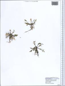 Lepidium coronopus (L.) Al-Shehbaz, Caucasus, Black Sea Shore (from Novorossiysk to Adler) (K3) (Russia)