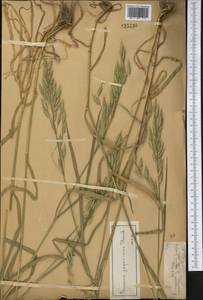 Bromus japonicus Houtt., Middle Asia, Northern & Central Tian Shan (M4) (Kazakhstan)