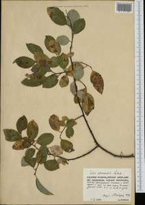 Salix abscondita Laksch., Siberia, Russian Far East (S6) (Russia)