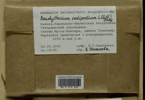 Sciuro -hypnum oedipodium (Mitt.) Ignatov & Huttunen, Bryophytes, Bryophytes - North Caucasus & Ciscaucasia (B12) (Russia)