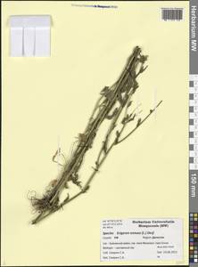 Erigeron annuus (L.) Pers., Caucasus, Dagestan (K2) (Russia)