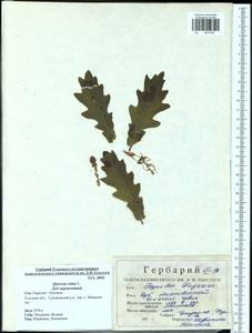 Quercus robur L., Eastern Europe, Central region (E4) (Russia)