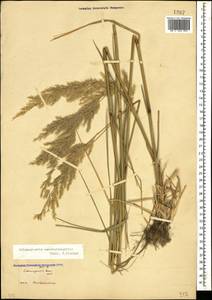 Calamagrostis pseudophragmites (Haller f.) Koeler, Caucasus, Georgia (K4) (Georgia)