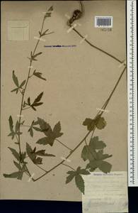 Althaea cannabina L., Crimea (KRYM) (Russia)