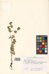 Potentilla norvegica L., Siberia, Russian Far East (S6) (Russia)