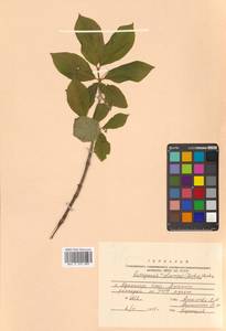 Euonymus sachalinensis (F.Schmidt) Maxim., Siberia, Russian Far East (S6) (Russia)