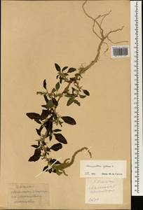 Amaranthus spinosus L., South Asia, South Asia (Asia outside ex-Soviet states and Mongolia) (ASIA) (China)