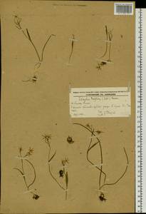 Gagea triflora (Ledeb.) Schult. & Schult.f., Siberia, Russian Far East (S6) (Russia)