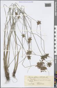 Cyperus flavidus Retz., Middle Asia, Syr-Darian deserts & Kyzylkum (M7) (Uzbekistan)