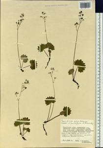 Micranthes nelsoniana var. porsildiana (Calder & Savile) Gornall & H.Ohba, Siberia, Chukotka & Kamchatka (S7) (Russia)