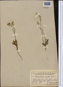 Heteroderis pusilla (Boiss.) Boiss., Middle Asia, Pamir & Pamiro-Alai (M2)