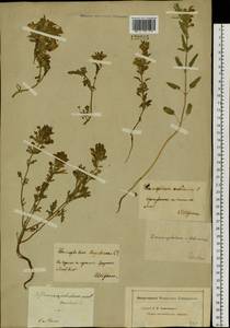 Dracocephalum foetidum Bunge, Siberia, Baikal & Transbaikal region (S4) (Russia)