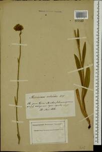 Pilosella echioides subsp. echioides, Eastern Europe, South Ukrainian region (E12) (Ukraine)