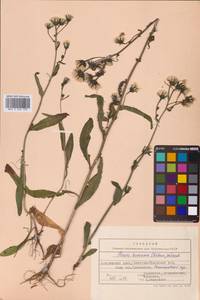 Picris japonica subsp. japonica, Siberia, Russian Far East (S6) (Russia)