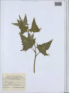 Atriplex sagittata Borkh., Crimea (KRYM) (Russia)