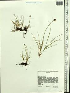 Blysmus sinocompressus Tang & F.T.Wang, Siberia, Altai & Sayany Mountains (S2) (Russia)