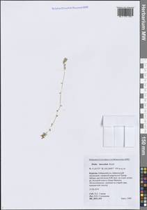 Draba cana Rydb., Siberia, Baikal & Transbaikal region (S4) (Russia)
