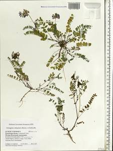 Astragalus norvegicus Grauer, Eastern Europe, Northern region (E1) (Russia)