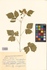 Rubus caesius L., Eastern Europe, North Ukrainian region (E11) (Ukraine)