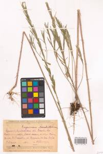 Erysimum odoratum Ehrh., Eastern Europe, Middle Volga region (E8) (Russia)