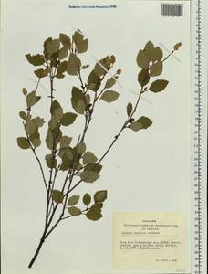 Betula humilis Schrank, Siberia, Altai & Sayany Mountains (S2) (Russia)