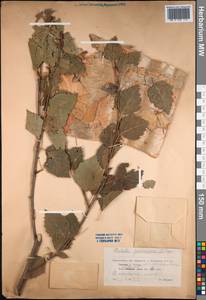 Betula tianschanica Rupr., Middle Asia, Northern & Central Tian Shan (M4) (Kazakhstan)