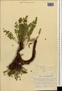 Astragalus somcheticus C. Koch, Caucasus, Stavropol Krai, Karachay-Cherkessia & Kabardino-Balkaria (K1b) (Russia)