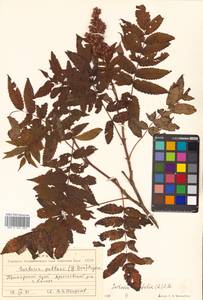 Sorbaria sorbifolia (L.) A. Braun, Siberia, Russian Far East (S6) (Russia)