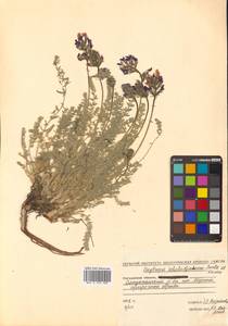 Oxytropis scheludjakovae Karav. & Jurtzev, Siberia, Chukotka & Kamchatka (S7) (Russia)