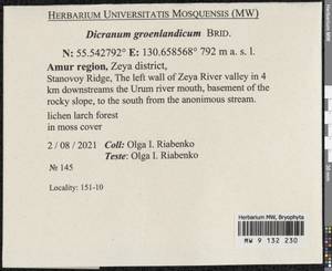 Dicranum groenlandicum Brid., Bryophytes, Bryophytes - Russian Far East (excl. Chukotka & Kamchatka) (B20) (Russia)