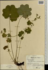 Alchemilla ventiana V. N. Tikhom., Eastern Europe, Middle Volga region (E8) (Russia)