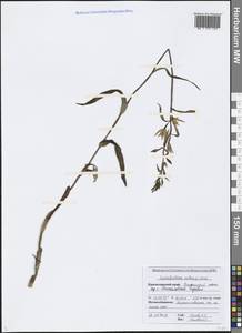 Cephalanthera rubra (L.) Rich., Caucasus, Black Sea Shore (from Novorossiysk to Adler) (K3) (Russia)