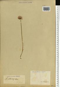 Allium schoenoprasum L., Eastern Europe, Middle Volga region (E8) (Russia)