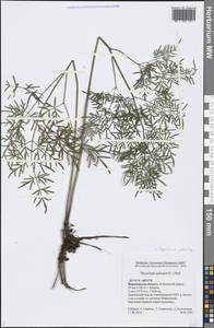 Thysselinum palustre (L.) Hoffm., Eastern Europe, Central forest-and-steppe region (E6) (Russia)