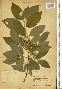 Euonymus europaeus L., Eastern Europe, Moldova (E13a) (Moldova)