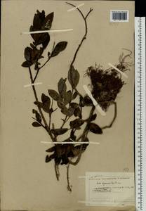 Salix myrsinifolia Salisb., Eastern Europe, Northern region (E1) (Russia)