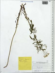 Achillea salicifolia subsp. salicifolia, Eastern Europe, Central forest region (E5) (Russia)