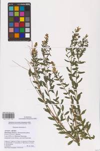 Genista tinctoria L., Eastern Europe, Central forest-and-steppe region (E6) (Russia)